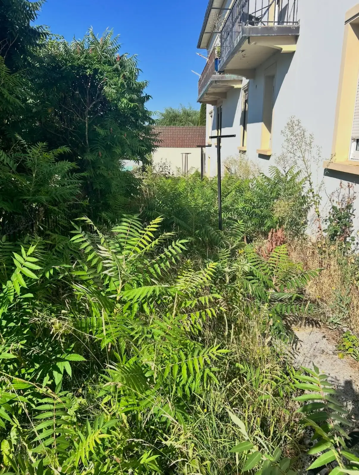 Remise en état d’un terrain — avant travaux